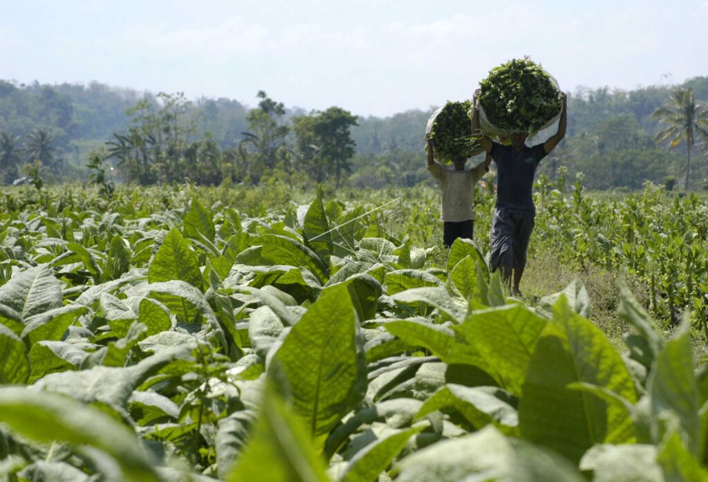 TOBACCO PLANTATION IN JEMBER