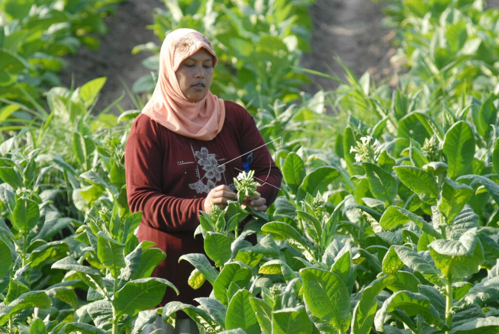 Tobacco