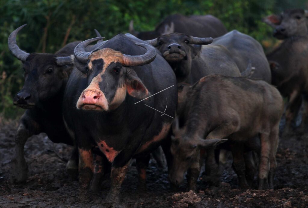 CARABAO