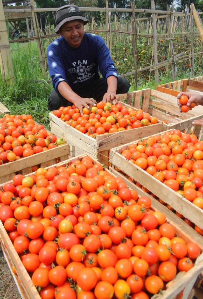 Tomato Harvest