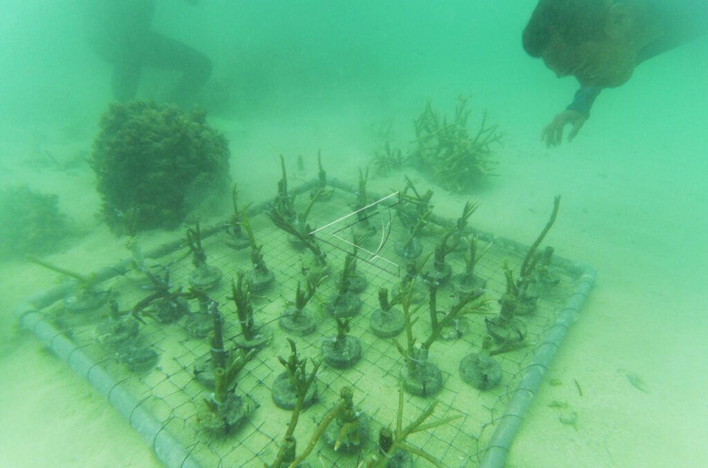 CORAL REEFS TRANSPLANTATION IN TSUNAMI SITE