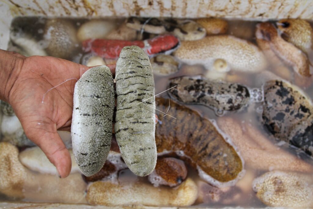 SEA CUCUMBERS SALES IN KONAWE