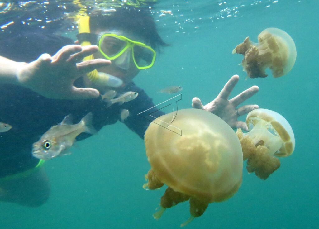 UBUR-UBUR DANAU KAKABAN