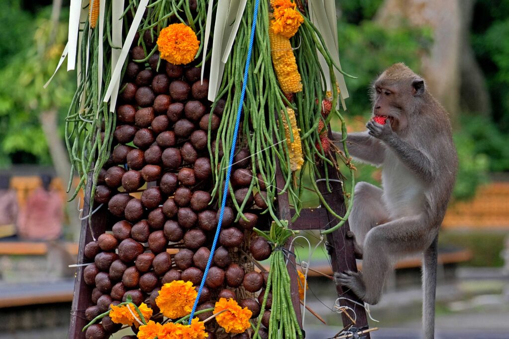 TUMPEK KANDANG CEREMONY