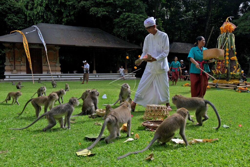 TUMPEK KANDANG CEREMONY