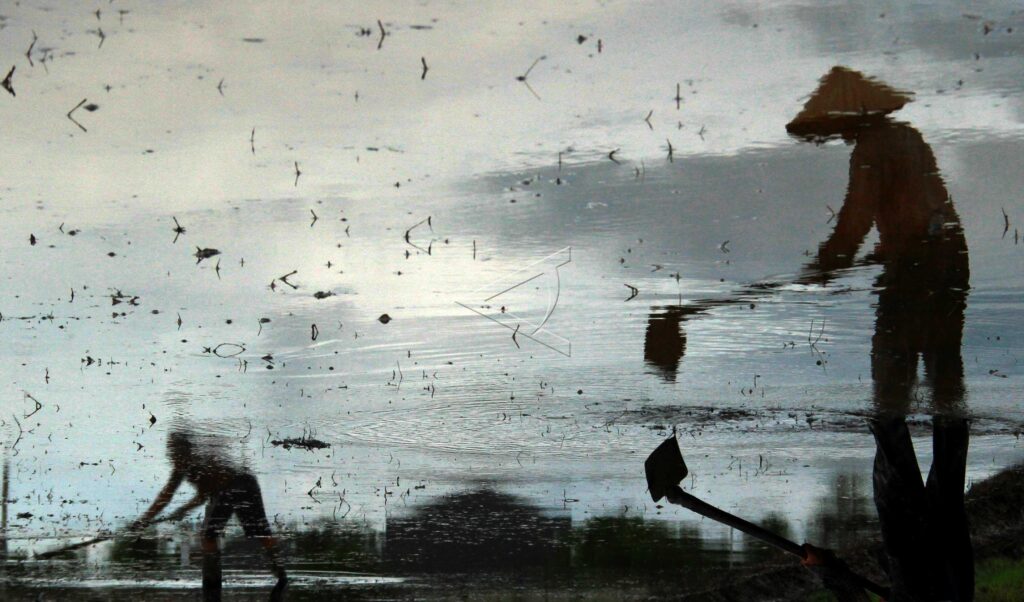 FARMERS HOE THE RICE FIELD