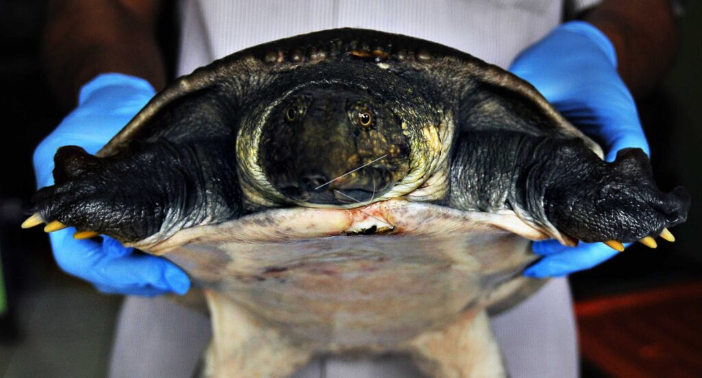 TURTLE – AMYDA CARTILAGINEA