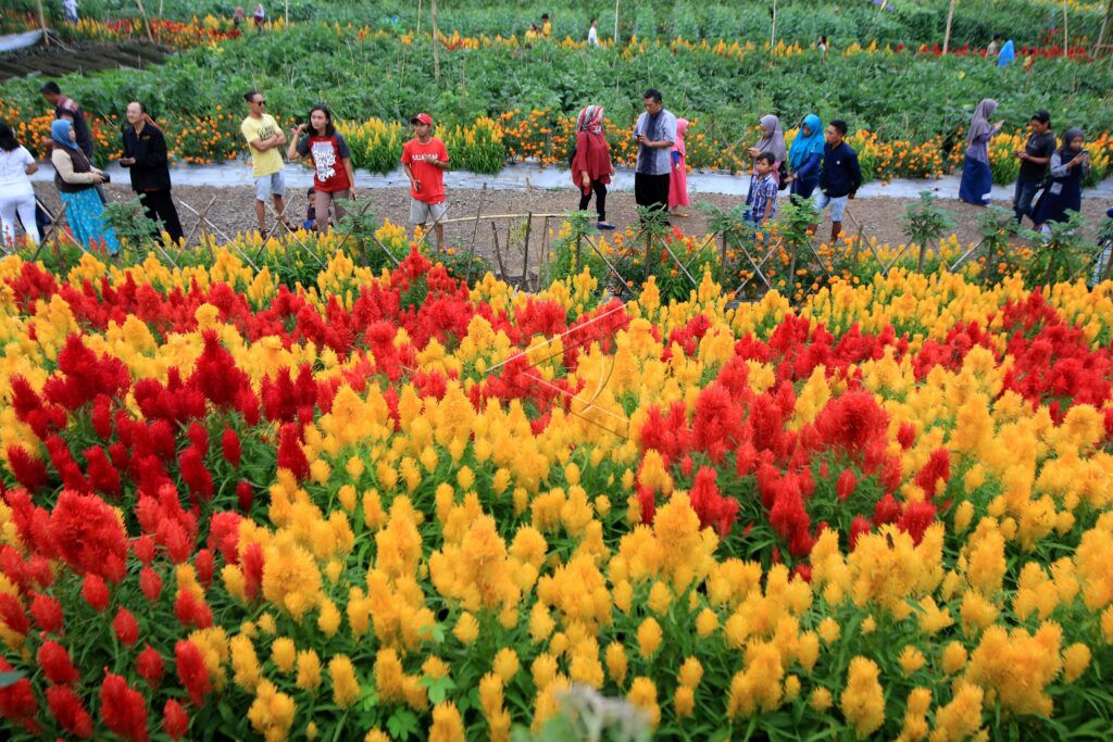 CELOSIA FLOWERS PARK