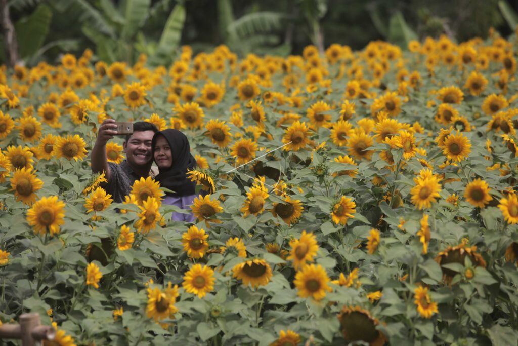 SUNFLOWER PARK TOURISM IN MERAPI