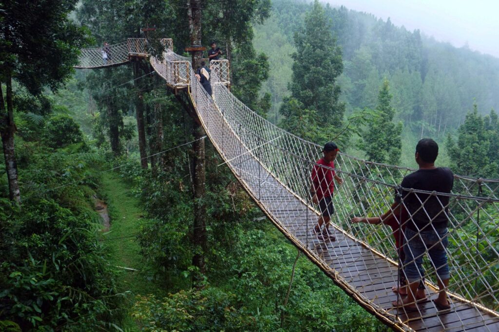 WISATA FOREST BRIDGE