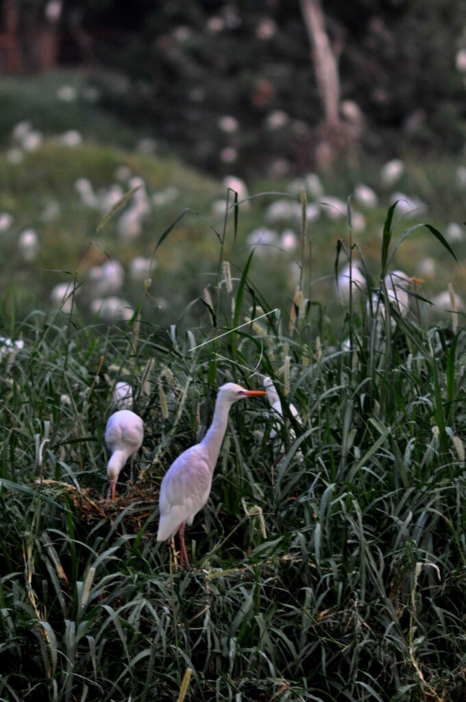 STORK