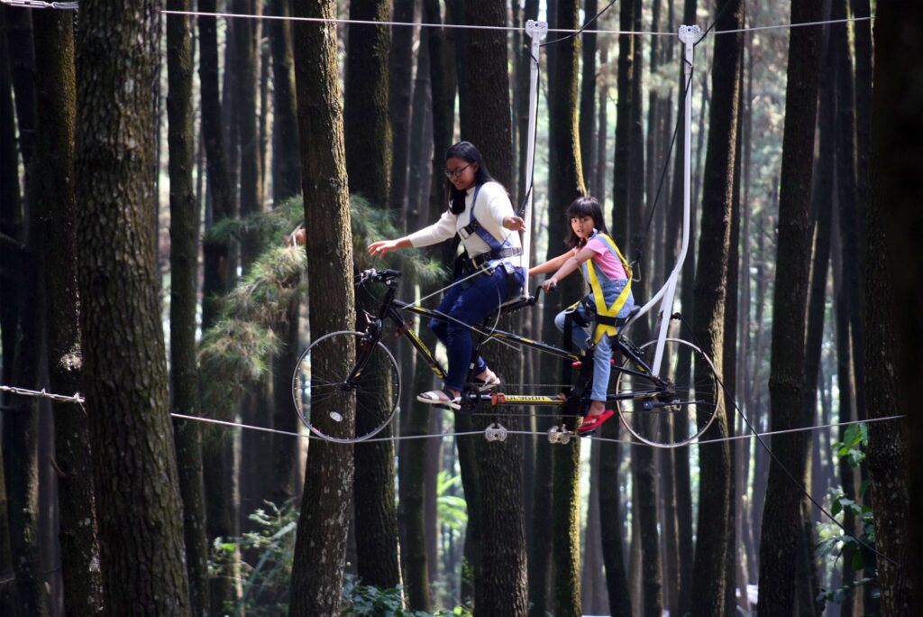 MOUNT PANCAR PINE FOREST