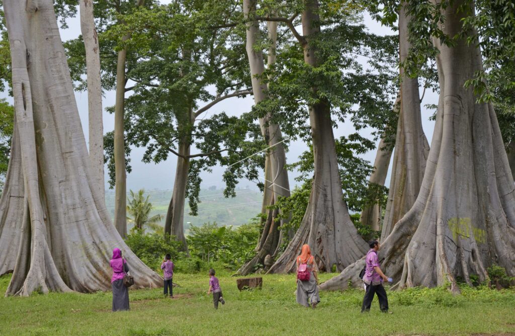 LIAN ANCIENT TREE