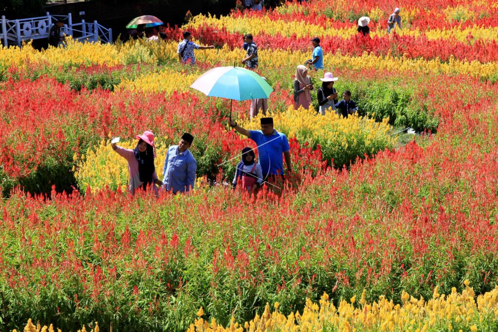 CELOCIA FLOWER GARDEN