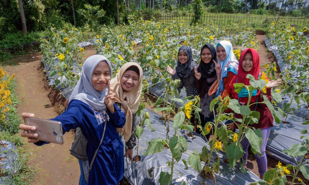 CELOSIA FLOWER GARDEN OF LINGGOASRI