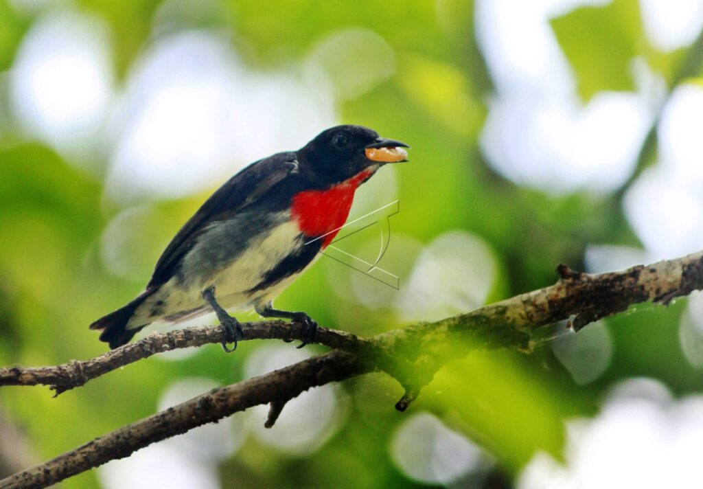 GREY-SIDED FLOWERPECKER