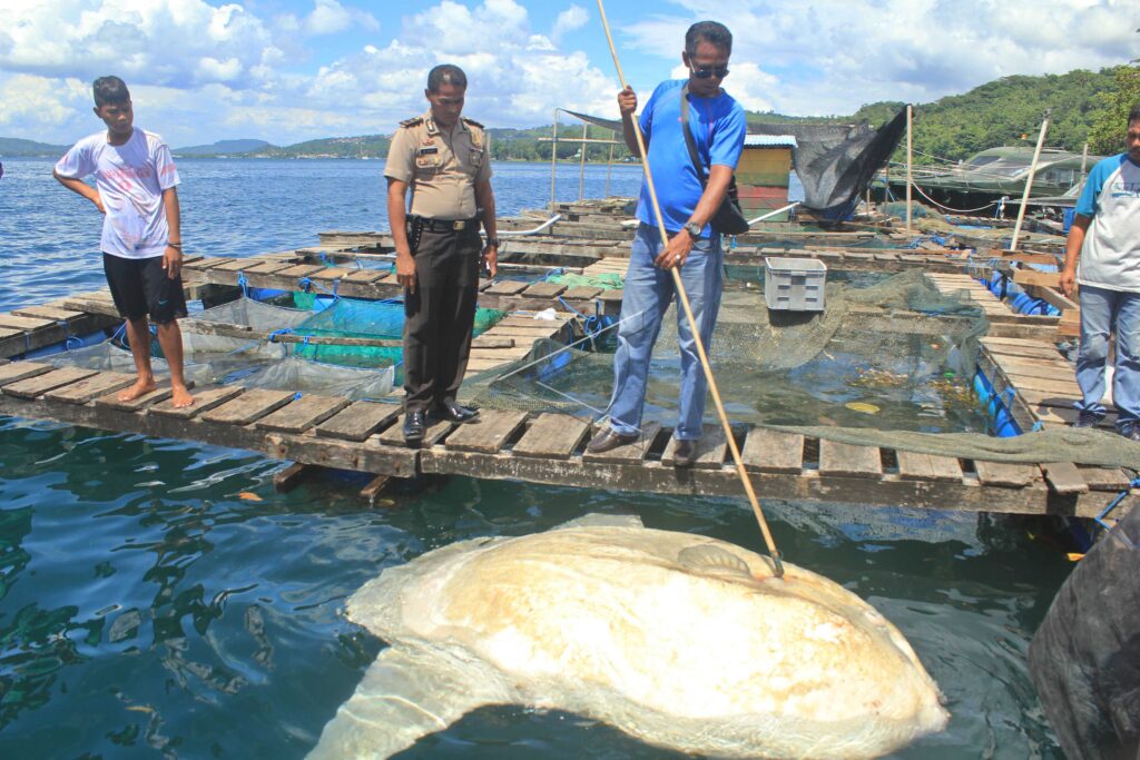 STRANDED SUNFISH
