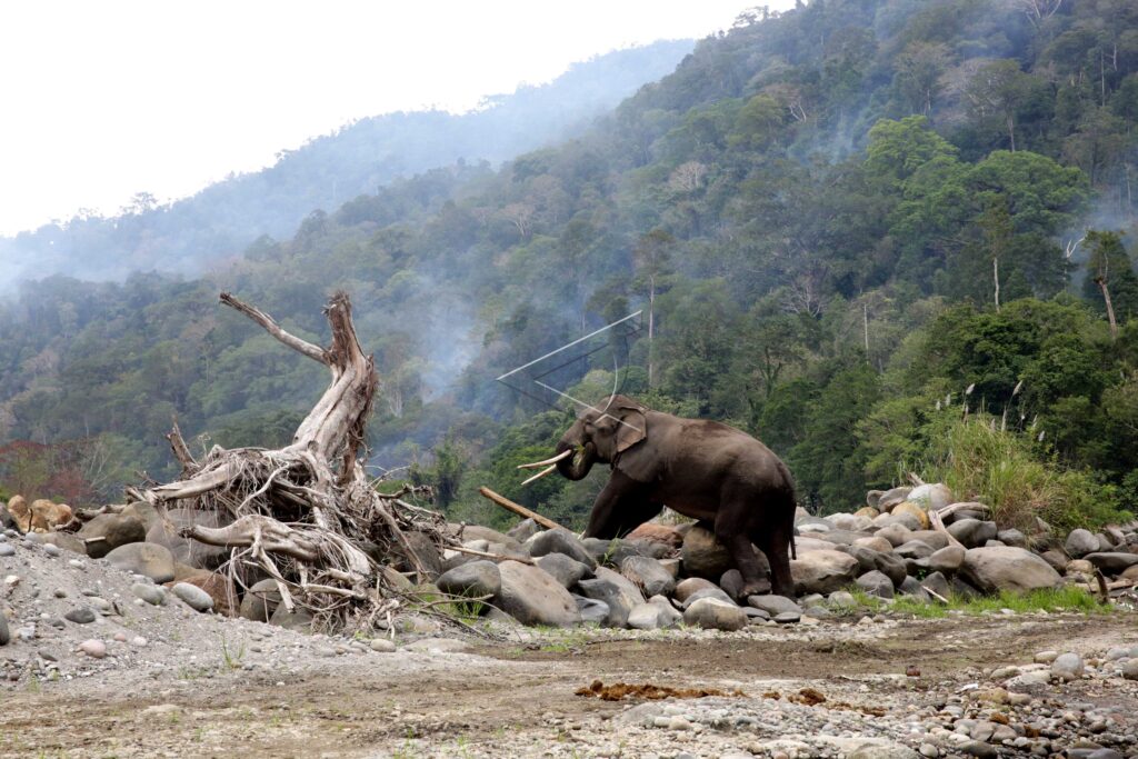 REDUCING CONFLICT BETWEEN HUMAN AND ELEPHANT